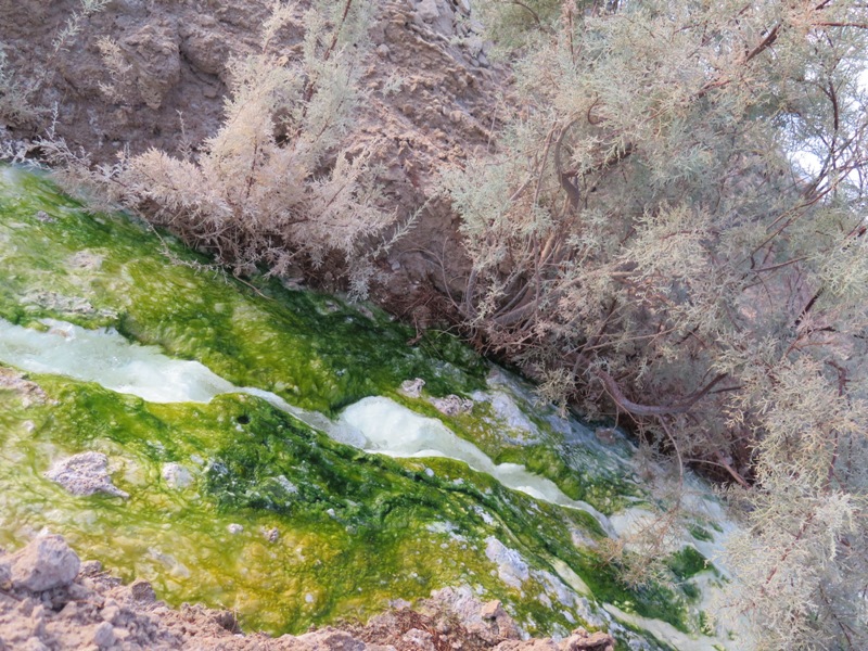 چشمه ی آب گرم جنگل عراقی